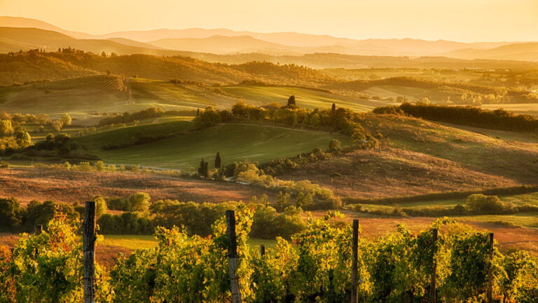 Golden sunset illuminating lush vineyard rows and rolling Tuscan hills in the Chianti region during a Baroque Bacchus luxury tour