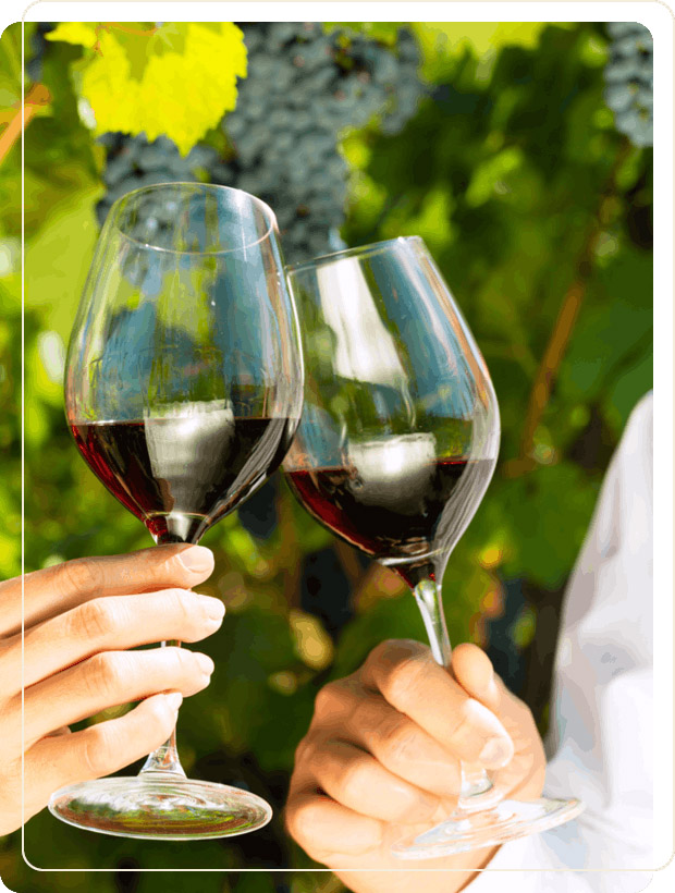 Close-up of two hands clinking glasses of red wine outdoors in a lush Tuscan vineyard with green vine leaves and grape clusters in the background during a Baroque Bacchus tour